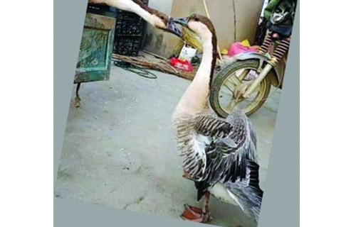 广东大鹅生离死别的“爱情故事”重现:又一对鸿雁不愿分离 广东大鹅生离死别的“爱情故事”重现:又一对鸿雁不愿分离