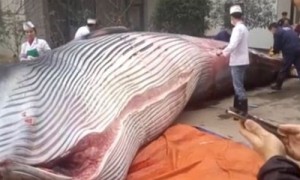 shocking相关阅读