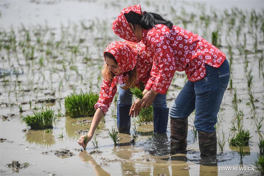 外国学生辽宁盘锦学习插秧 外国学生辽宁盘锦学习插秧