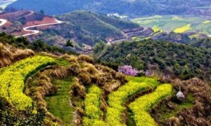 纪录片《改变世界的中国植物》北京植物园开拍，将在2019世园会亮