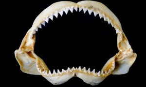 shark相关阅读