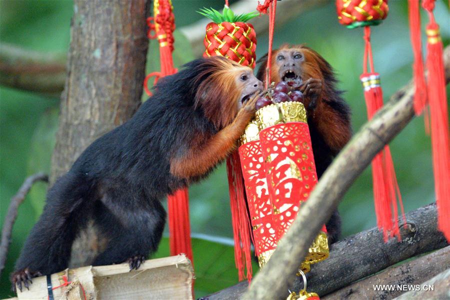 Lucky bags used to feed mo<em></em>nkeys in Singapore Lucky bags used to feed mo<em></em>nkeys in Singapore