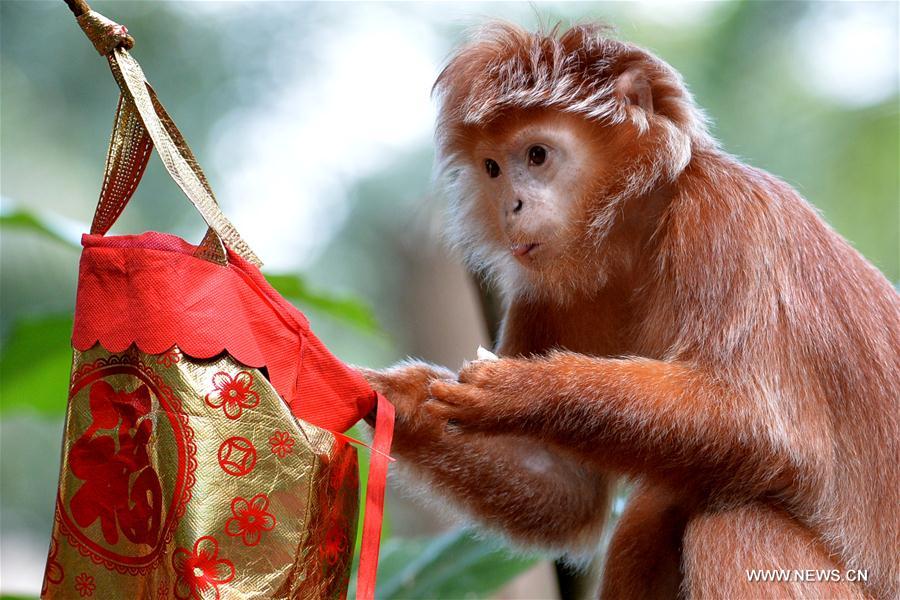 Lucky bags used to feed mo<em></em>nkeys in Singapore Lucky bags used to feed mo<em></em>nkeys in Singapore