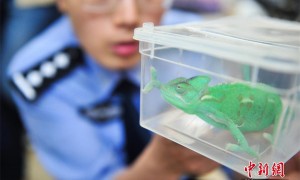 animals相关阅读