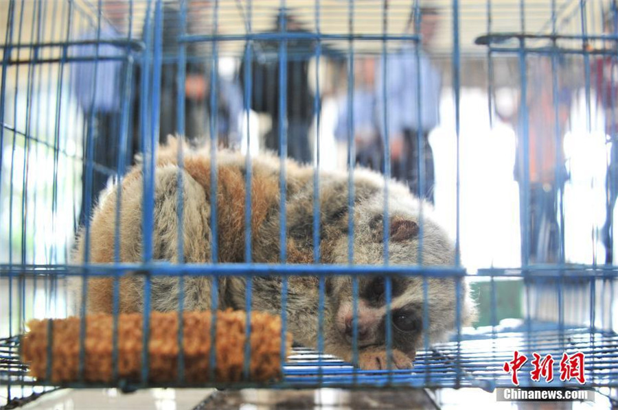 警方严厉打击网上非法动物交易 警方严厉打击网上非法动物交易