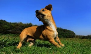 tick相关阅读