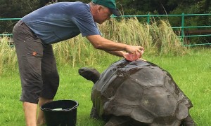 世界最长寿乌龟：184岁第一次洗澡 准备迎接英国皇室！