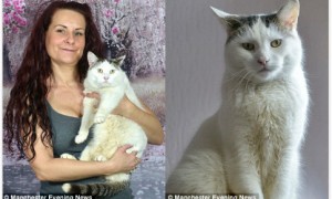 双语：英国发现了一只雌雄同体的猫咪
