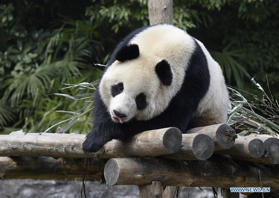 中国两只大熊猫将搭专机赴韩 中国两只大熊猫将搭专机赴韩