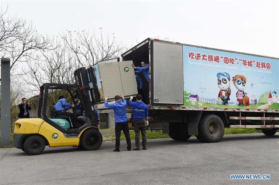 中国两只大熊猫将搭专机赴韩 中国两只大熊猫将搭专机赴韩