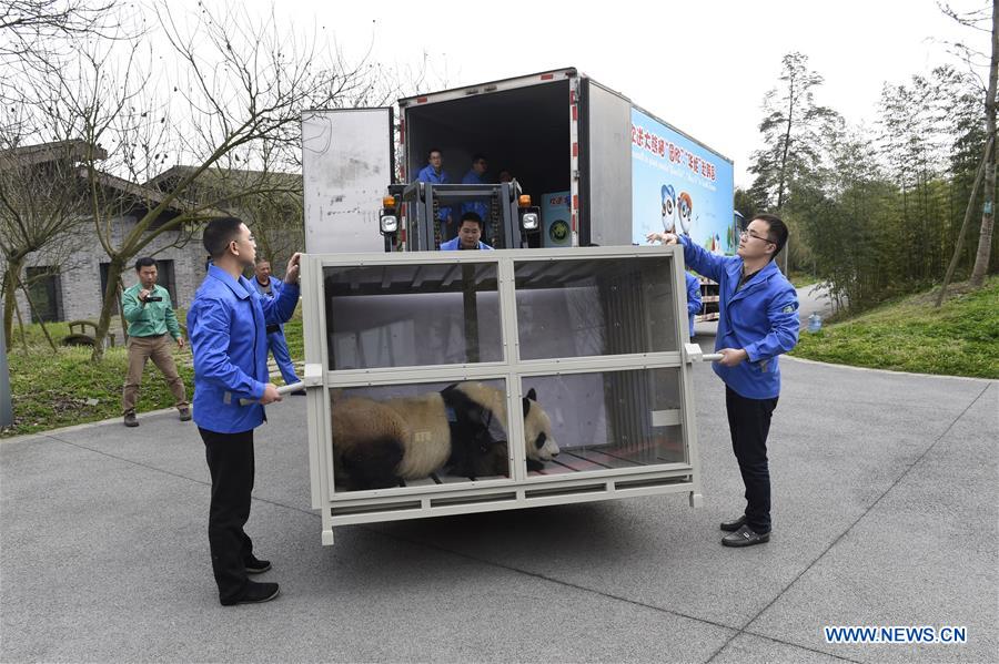 中国两只大熊猫将搭专机赴韩 中国两只大熊猫将搭专机赴韩