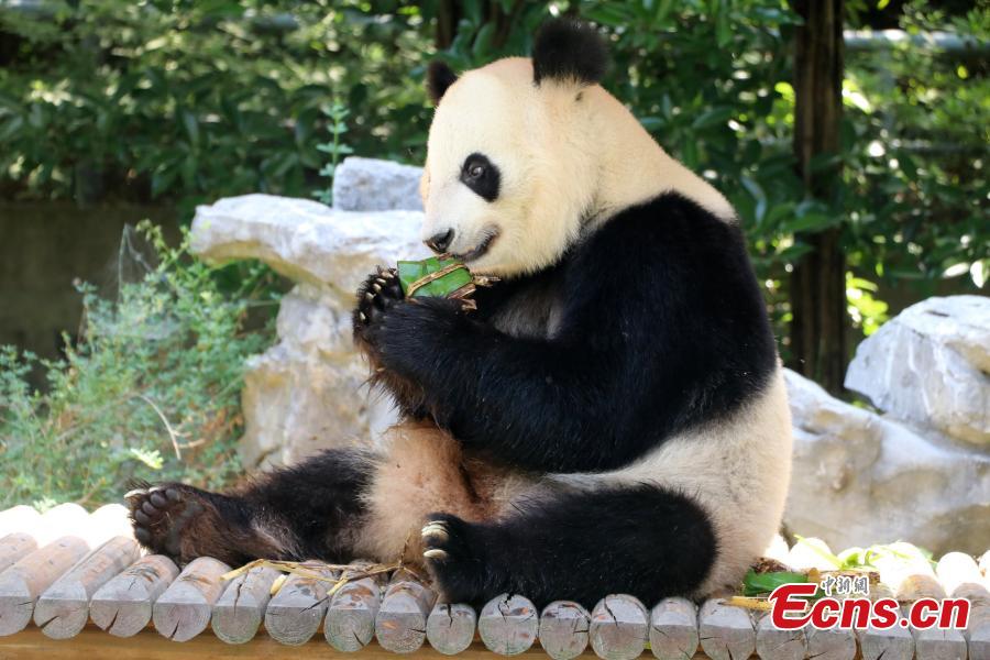 扬州动物园大熊猫吃粽子庆端午 扬州动物园大熊猫吃粽子庆端午