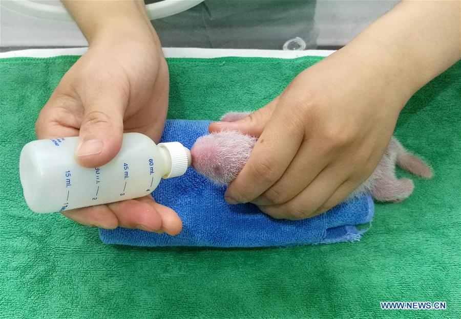 陕西大熊猫产下三只幼崽 陕西大熊猫产下三只幼崽