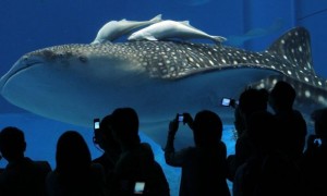 whale相关阅读