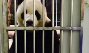 台北动物园&ldquo;团团&rdquo;园内享用美食 死亡谣言不攻自破