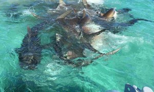70头虎鲨围猎分食鲸鱼 血染鲨鱼湾