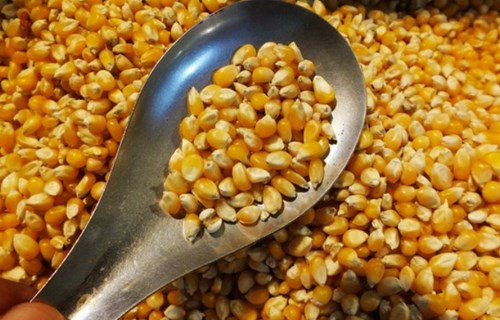 农业部:转基因玉米和谷物在中国未获批商业化生产 农业部:转基因玉米和谷物在中国未获批商业化生产
