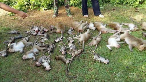 泰国猴园大树被连根拔起,52只猴子被砸死 泰国猴园大树被连根拔起,52只猴子被砸死