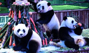 CCTV9英语新闻：大熊猫三胞胎两周岁