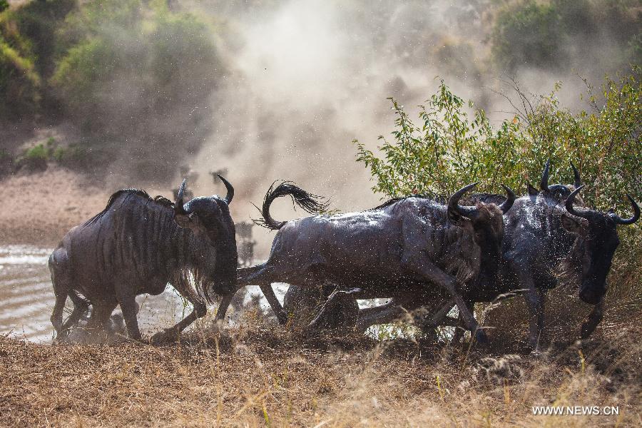 Millions of animals cross the Mara River from Tanzania into Millions of animals cross the Mara River from Tanzania into