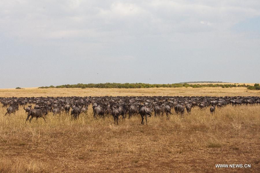 Millions of animals cross the Mara River from Tanzania into Millions of animals cross the Mara River from Tanzania into