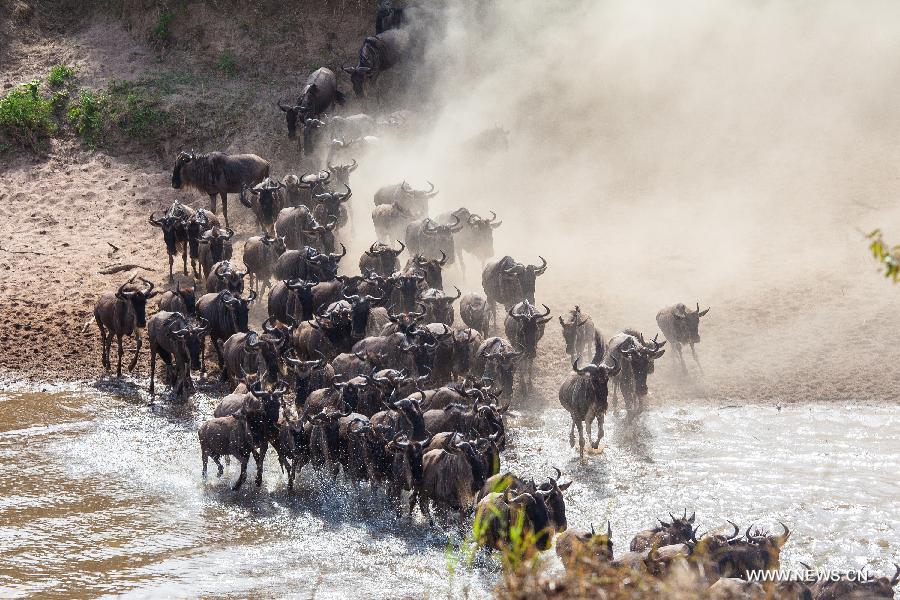 Millions of animals cross the Mara River from Tanzania into Millions of animals cross the Mara River from Tanzania into