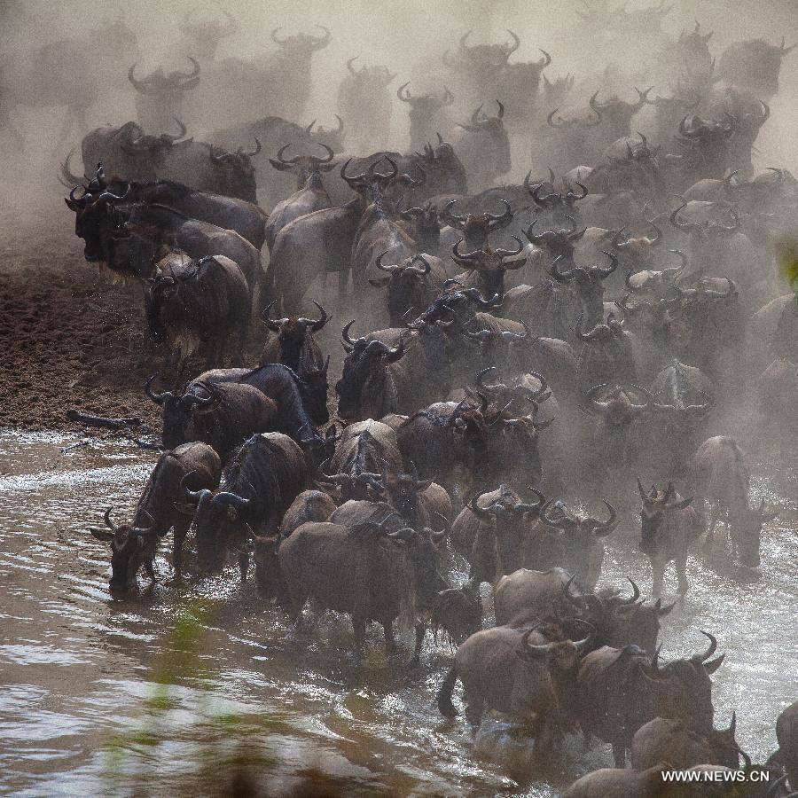 Millions of animals cross the Mara River from Tanzania into Millions of animals cross the Mara River from Tanzania into