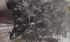 animal相关阅读