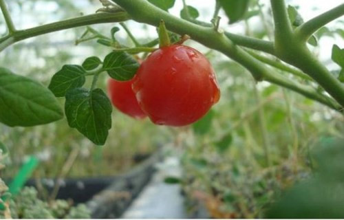 科学家首次用火星“土壤”种出可食用作物 科学家首次用火星“土壤”种出可食用作物