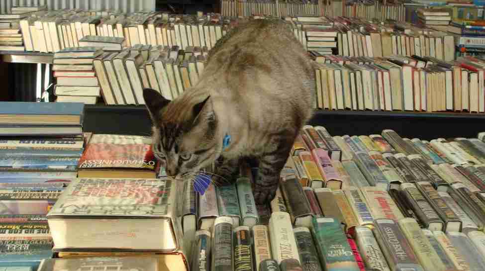 美图书馆“猫馆长”要被赶走 近千市民联署挽留 美图书馆“猫馆长”要被赶走 近千市民联署挽留