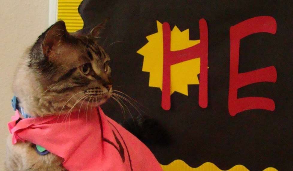 美图书馆“猫馆长”要被赶走 近千市民联署挽留 美图书馆“猫馆长”要被赶走 近千市民联署挽留
