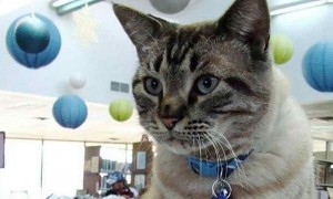 美图书馆&ldquo;猫馆长&rdquo;要被赶走 近千市民联署挽留