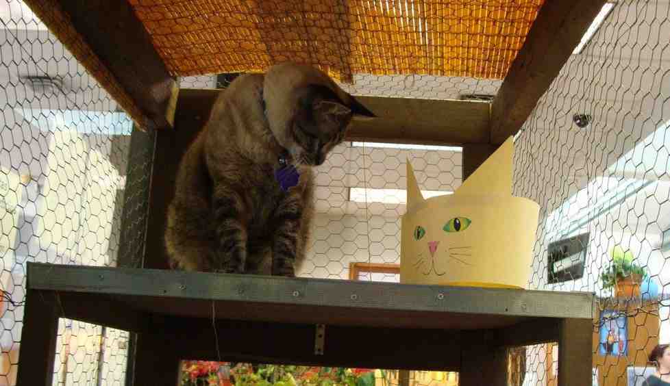 美图书馆“猫馆长”要被赶走 近千市民联署挽留 美图书馆“猫馆长”要被赶走 近千市民联署挽留