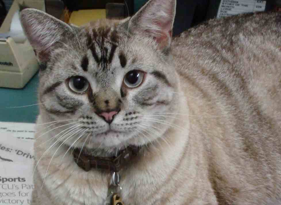 美图书馆“猫馆长”要被赶走 近千市民联署挽留 美图书馆“猫馆长”要被赶走 近千市民联署挽留