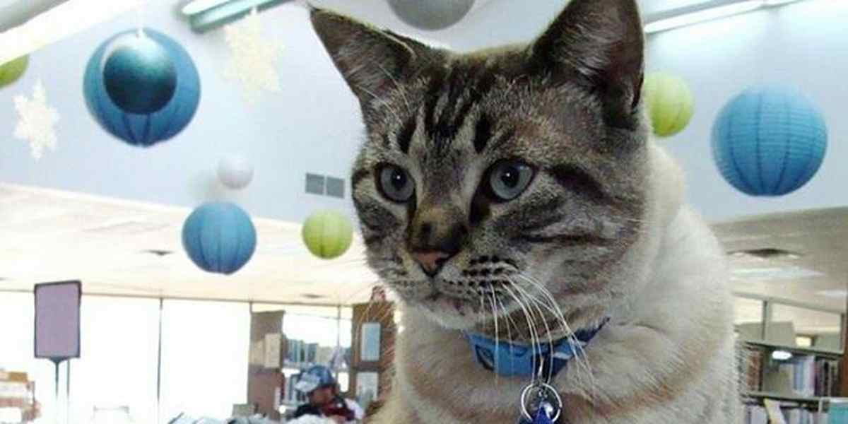 美图书馆“猫馆长”要被赶走 近千市民联署挽留 美图书馆“猫馆长”要被赶走 近千市民联署挽留