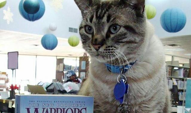 美图书馆“猫馆长”要被赶走 近千市民联署挽留 美图书馆“猫馆长”要被赶走 近千市民联署挽留