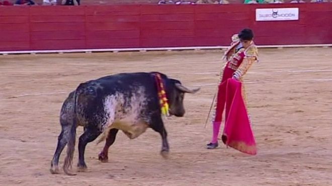 西班牙斗牛士现场直播被公牛杀死 西班牙斗牛士现场直播被公牛杀死