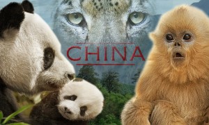 premiere相关阅读