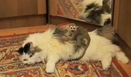 Zoo provides baby mo<em></em>nkey with cat as foster mother