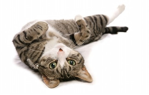 好奇心害死猫?它还扼杀了我们的幸福 好奇心害死猫?它还扼杀了我们的幸福