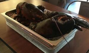 lobs相关阅读