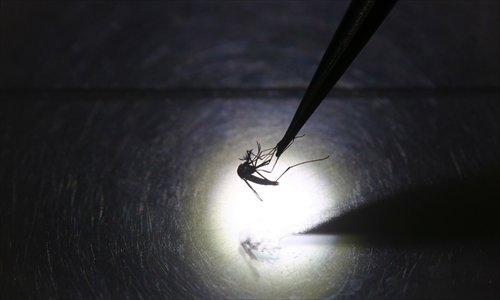 世界最大“蚊子工厂”生产绝育蚊子 世界最大“蚊子工厂”生产绝育蚊子