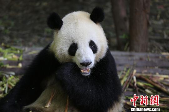 中国将送两只大熊猫给丹麦 中国将送两只大熊猫给丹麦
