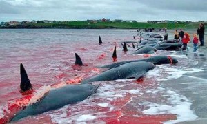 pilot whale相关阅读
