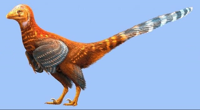 ‘Giant chicken with teeth’ dinosaur fossil discovered in C ‘Giant chicken with teeth’ dinosaur fossil discovered in C
