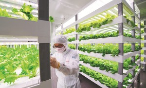 lettuce相关阅读