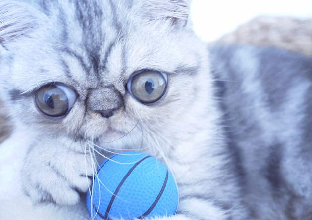 “惊吓猫”走红网络!这只小猫怎么看都像是受到了惊吓 “惊吓猫”走红网络!这只小猫怎么看都像是受到了惊吓