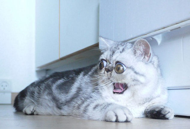 “惊吓猫”走红网络!这只小猫怎么看都像是受到了惊吓 “惊吓猫”走红网络!这只小猫怎么看都像是受到了惊吓