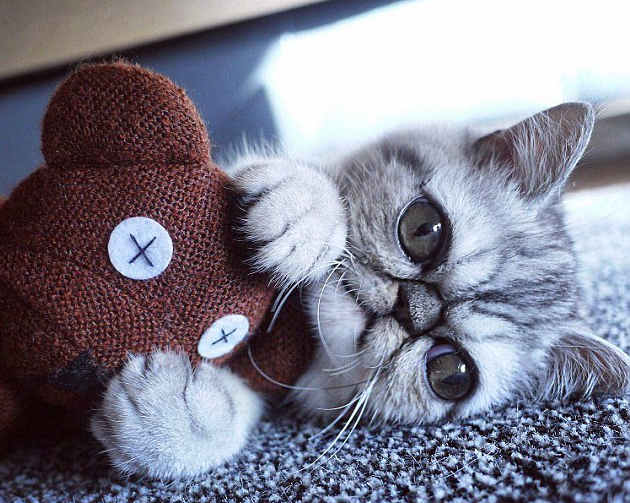 “惊吓猫”走红网络!这只小猫怎么看都像是受到了惊吓 “惊吓猫”走红网络!这只小猫怎么看都像是受到了惊吓