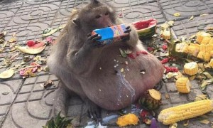 chunk相关阅读